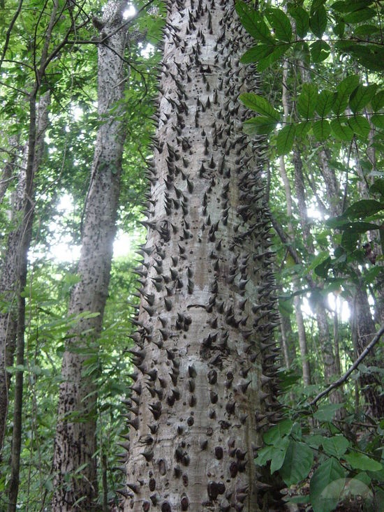 Repurposing Pochote Trees